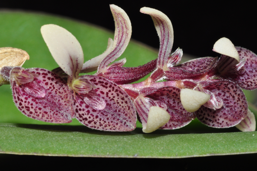Mini Orquídeas