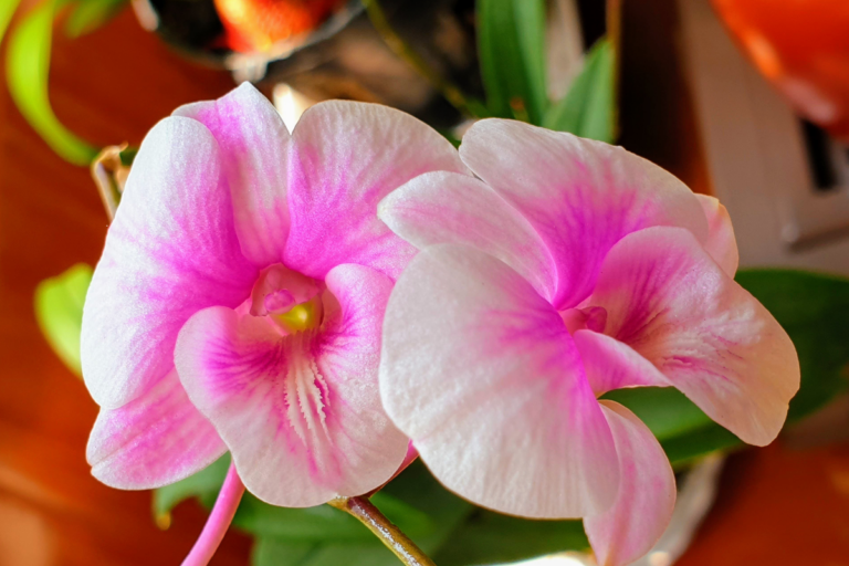 Mini Orquídeas
