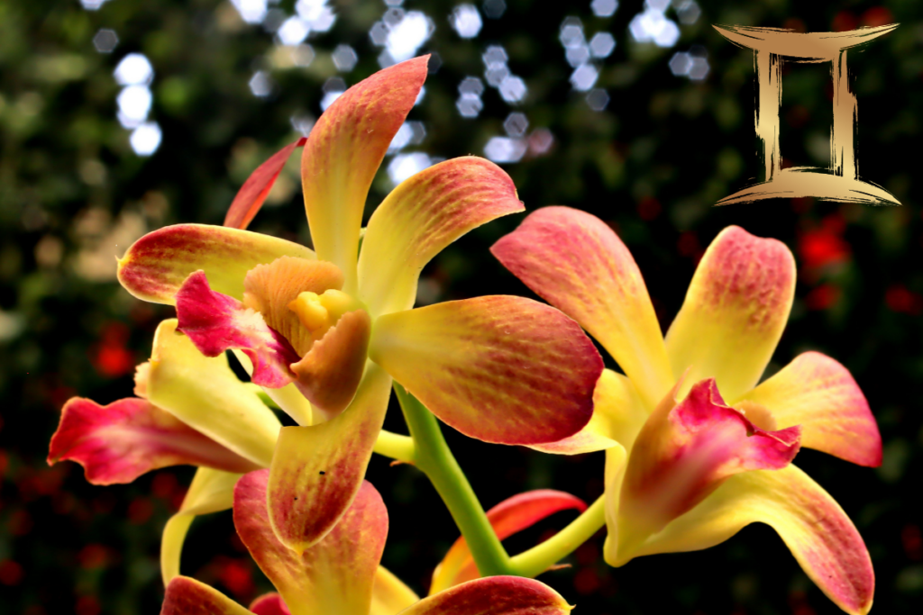 Orquídeas para Cada Signo