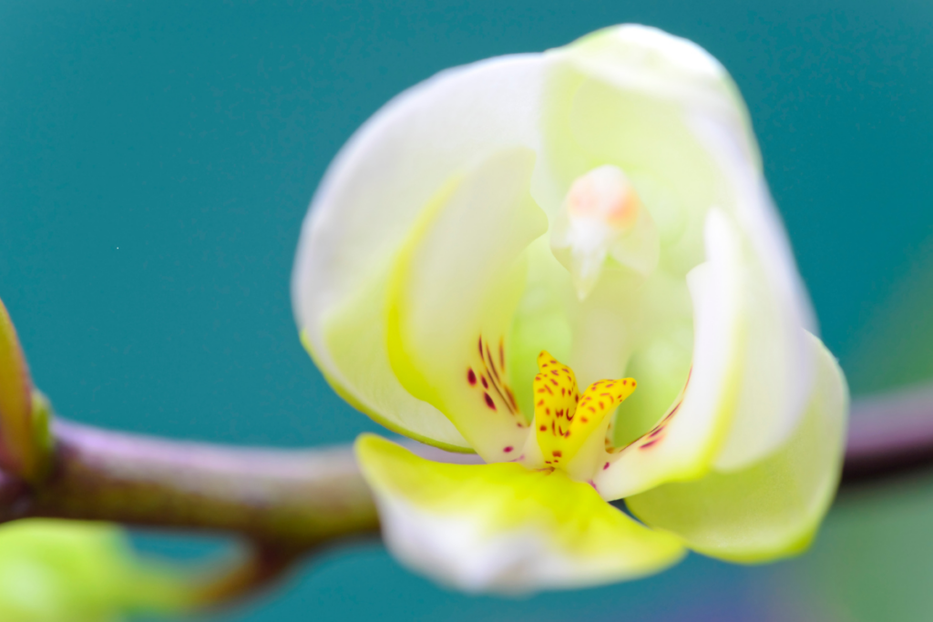 Mini Orquídeas